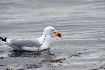 Oiseaux de mer<br>NIKON D4, 500 mm, 1100 ISO,  1/1600 sec,  f : 8 